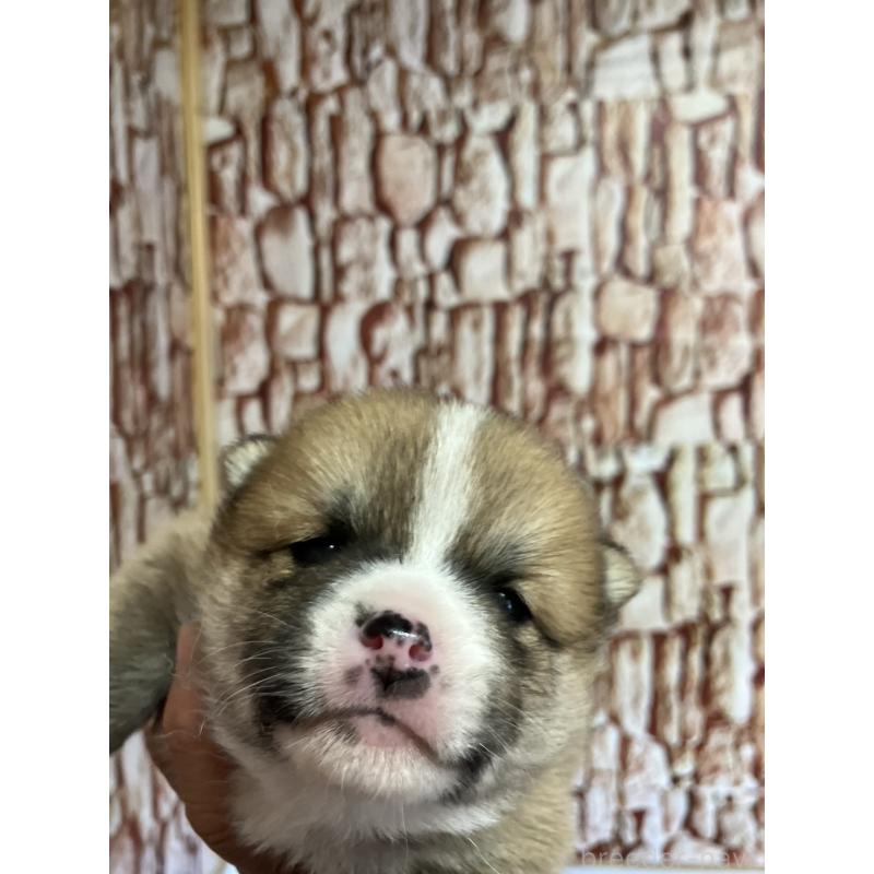 販売中の福島県の豆柴-440595の4枚目