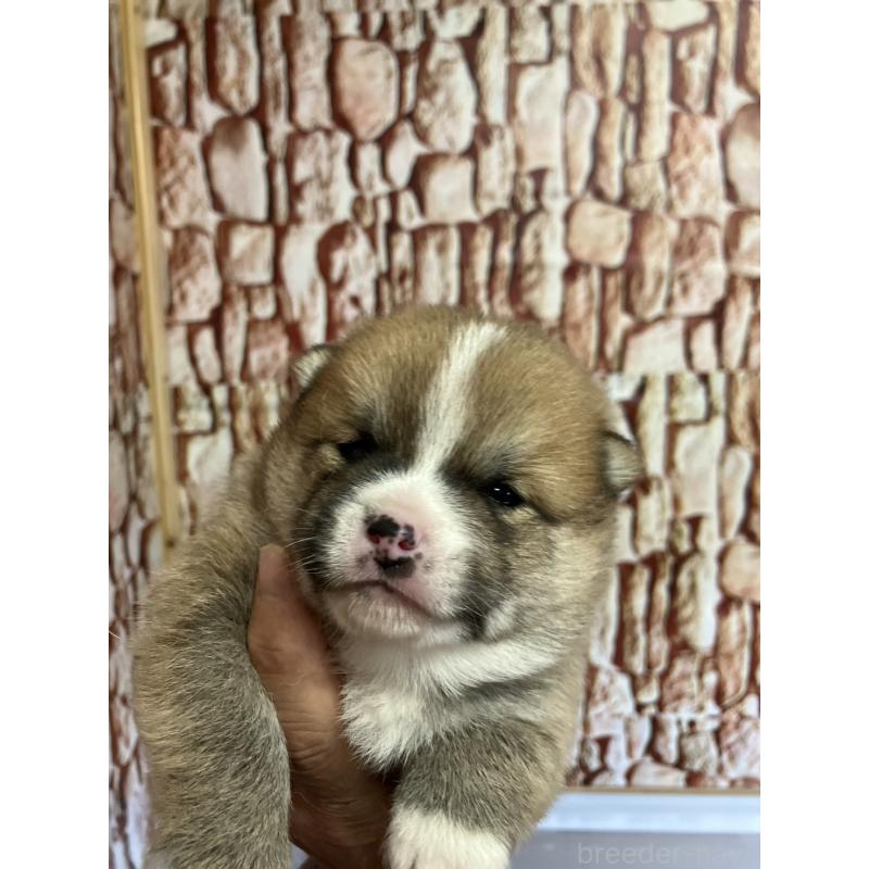 販売中の福島県の豆柴-440595の3枚目