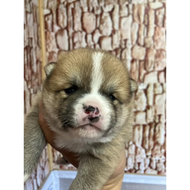 販売中の福島県の豆柴-440595の2枚目