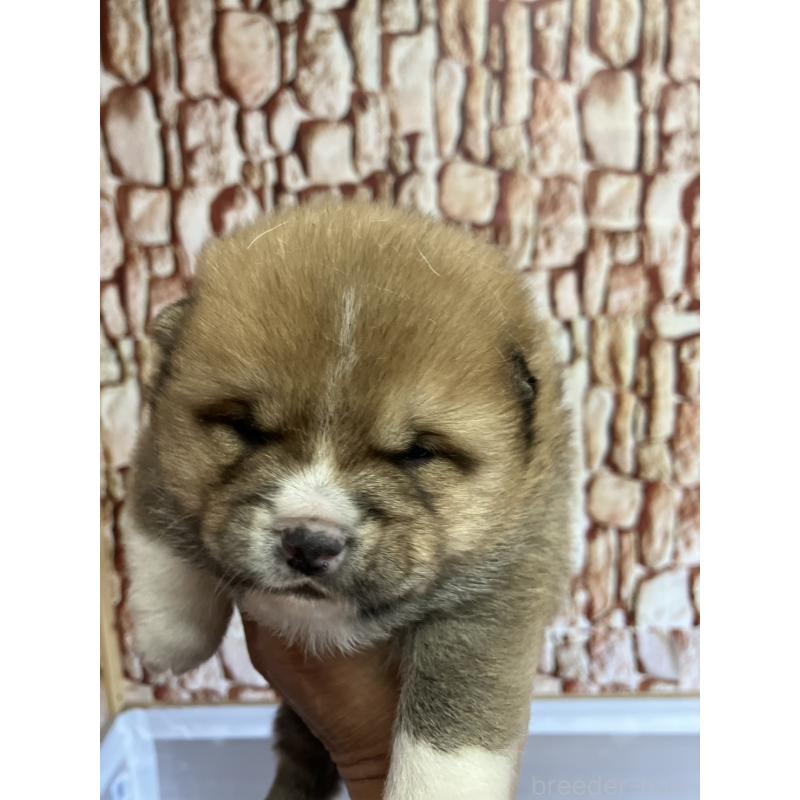 販売中の福島県の豆柴-440597の5枚目