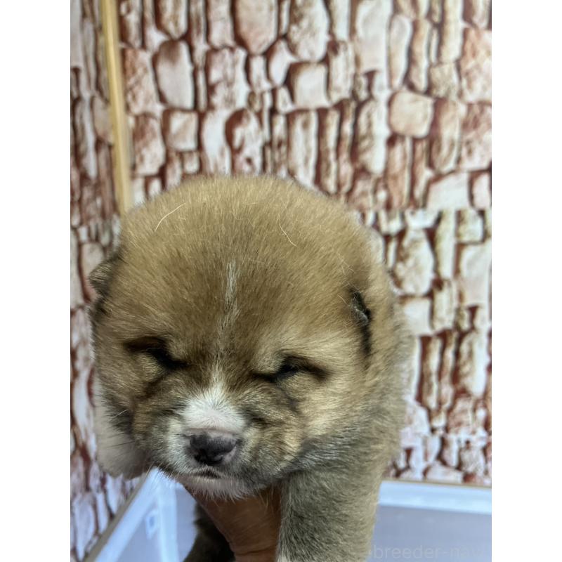 販売中の福島県の豆柴-440597の4枚目