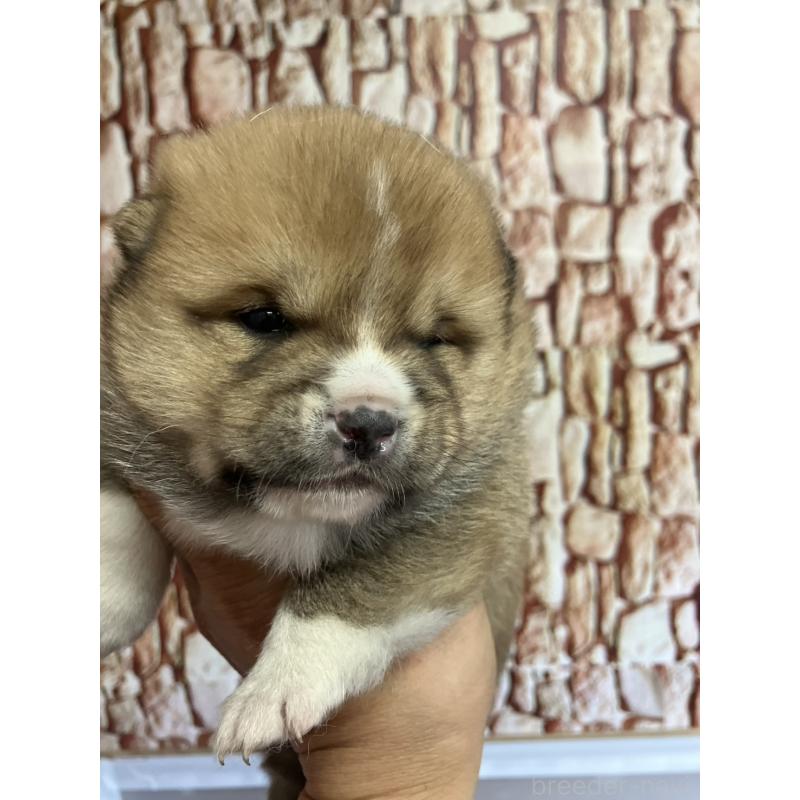 販売中の福島県の豆柴-440597の3枚目