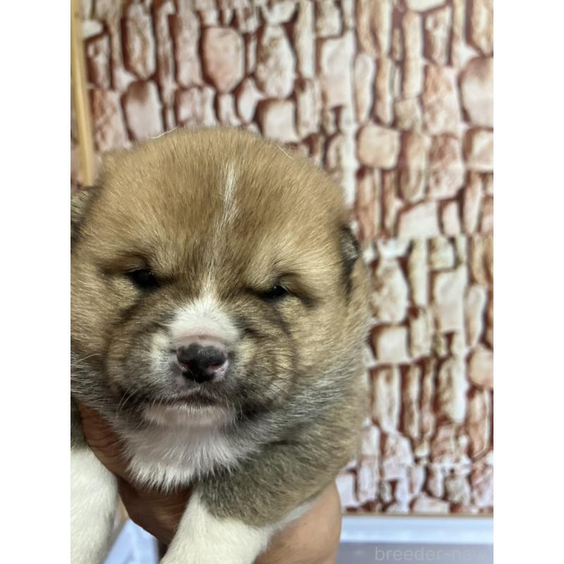 販売中の福島県の豆柴-440597の2枚目