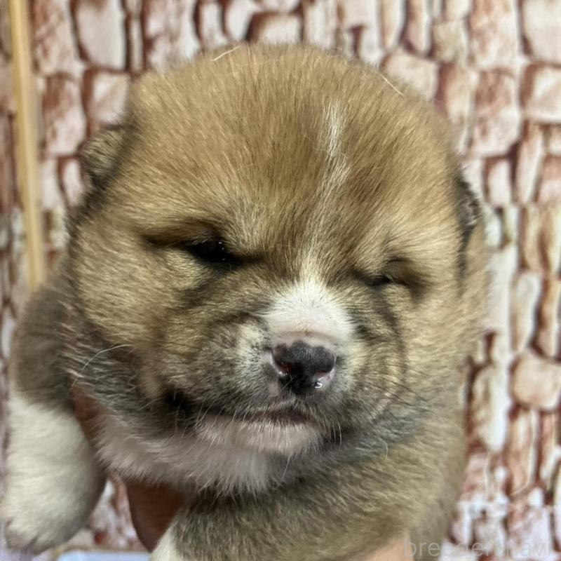 販売中の福島県の豆柴-440597