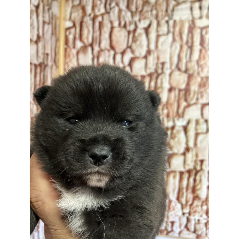 販売中の福島県の豆柴-440598の4枚目