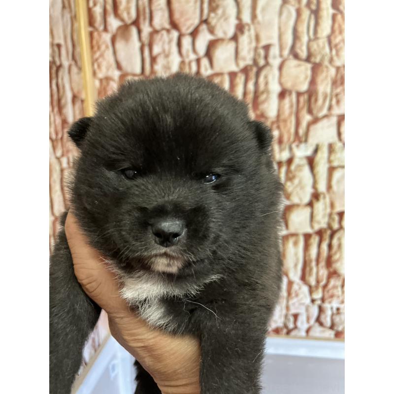 販売中の福島県の豆柴-440598の2枚目