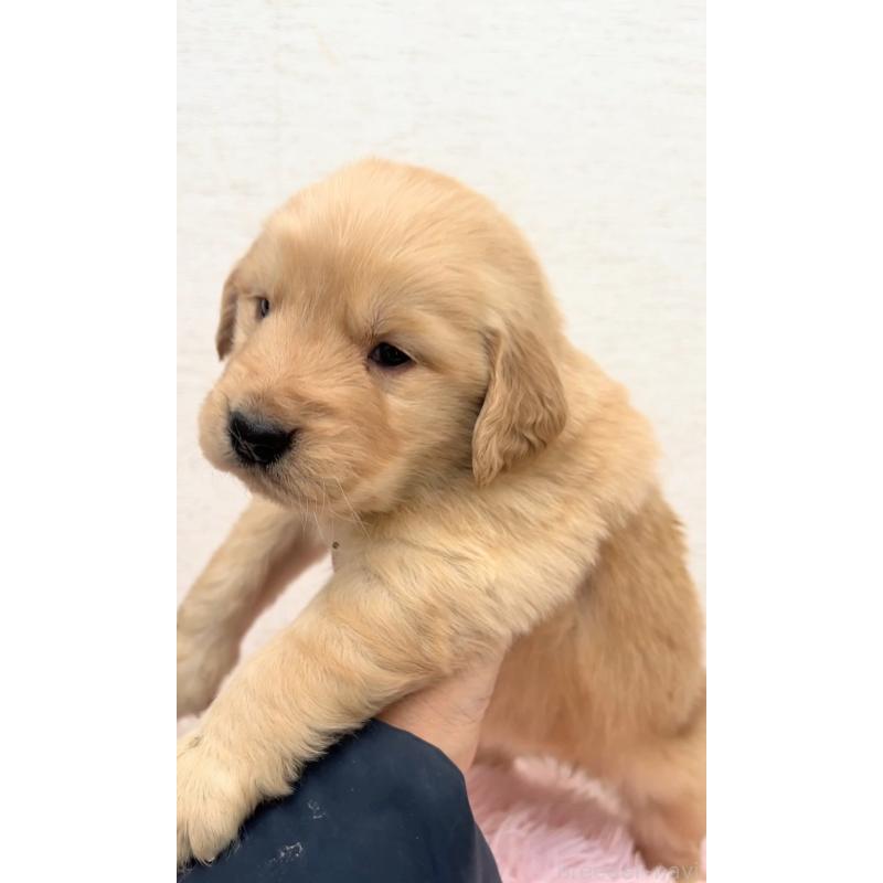 販売中の茨城県のゴールデンレトリーバー-440599の5枚目