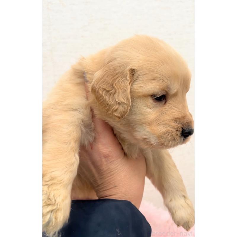 販売中の茨城県のゴールデンレトリーバー-440599の4枚目
