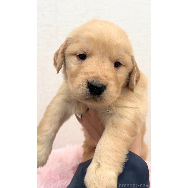 販売中の茨城県のゴールデンレトリーバー-440599の2枚目