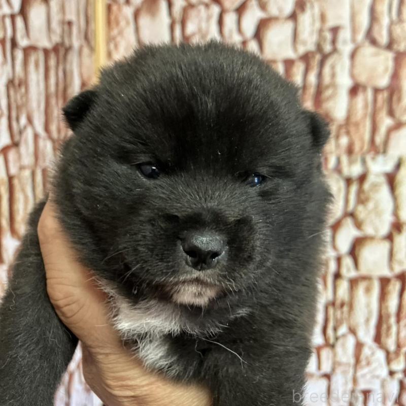 販売中の福島県の豆柴-440598の1枚目