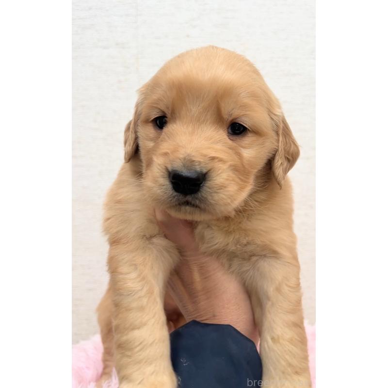 販売中の茨城県のゴールデンレトリーバー-440601の4枚目