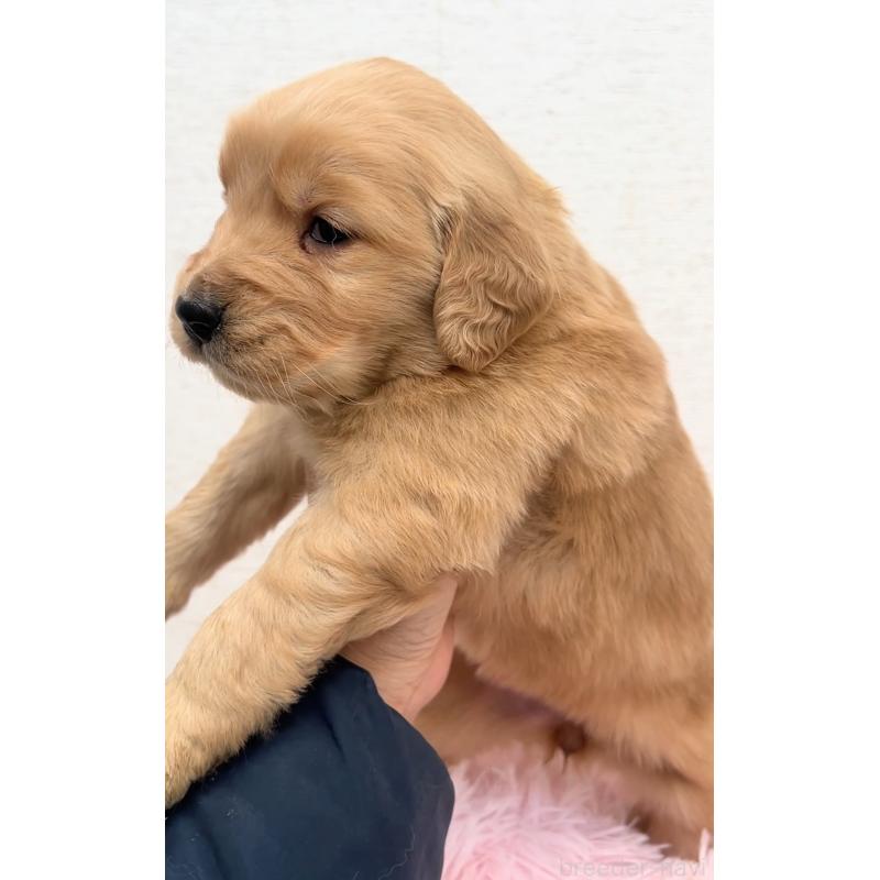 販売中の茨城県のゴールデンレトリーバー-440601の3枚目