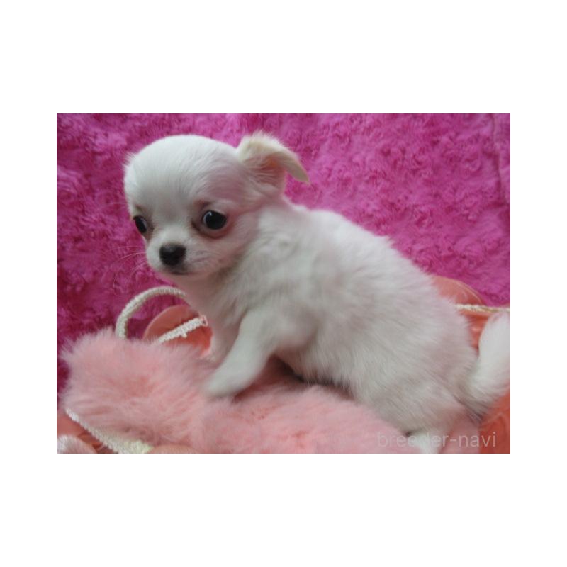 販売中の京都府のチワワ(ロングコート)-440600の6枚目