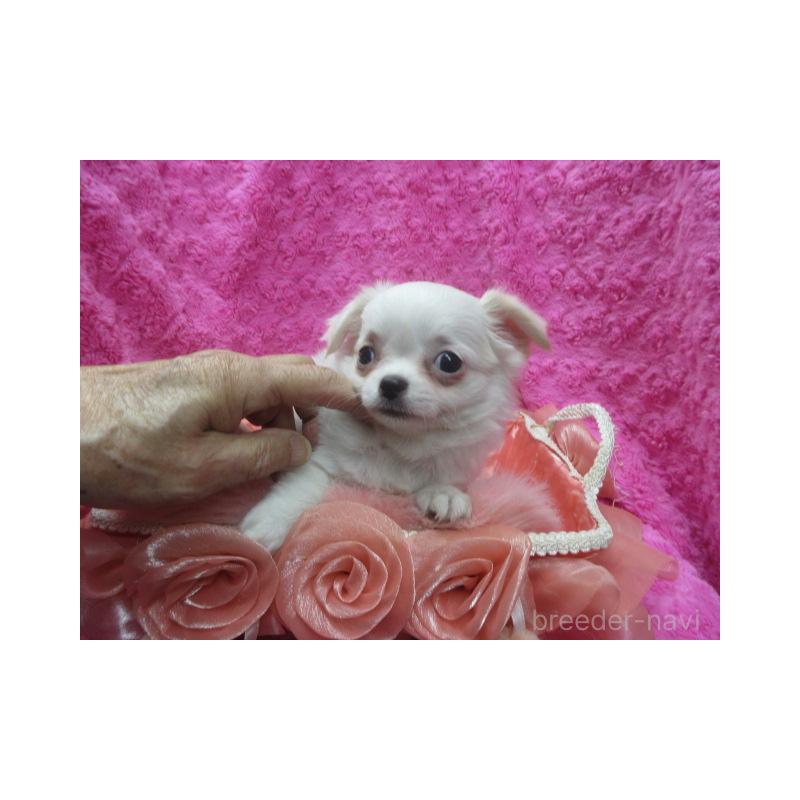 販売中の京都府のチワワ(ロングコート)-440600の5枚目