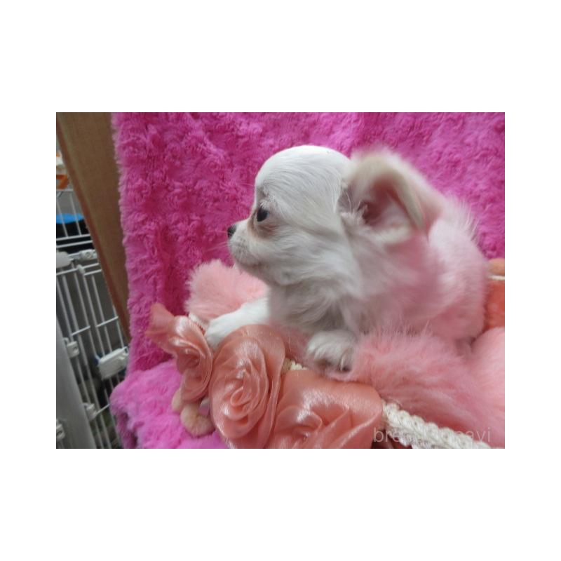 販売中の京都府のチワワ(ロングコート)-440600の4枚目