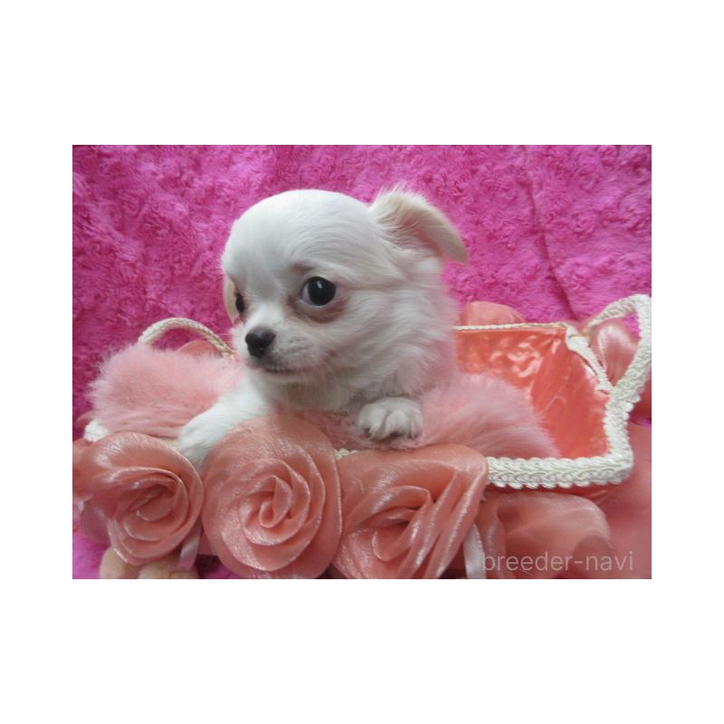 販売中の京都府のチワワ(ロングコート)-440600の3枚目