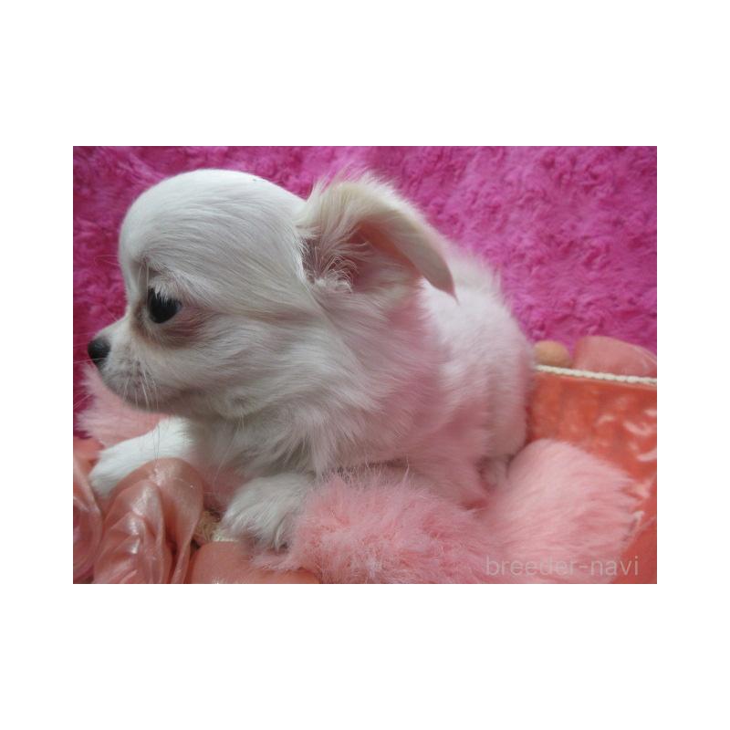 販売中の京都府のチワワ(ロングコート)-440600の2枚目