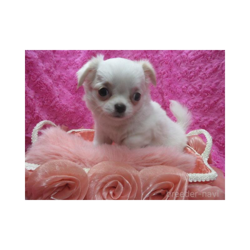 販売中の京都府のチワワ(ロングコート)-440600の1枚目