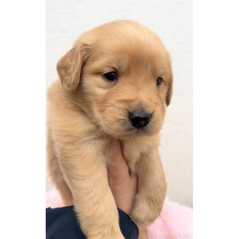 販売中の茨城県のゴールデンレトリーバー-440602の5枚目