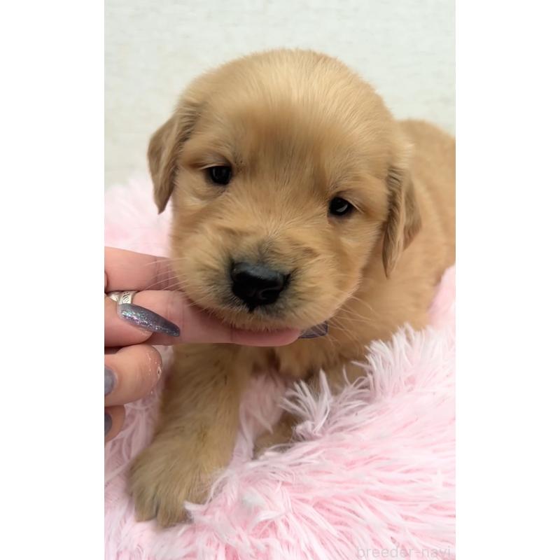 販売中の茨城県のゴールデンレトリーバー-440602の4枚目