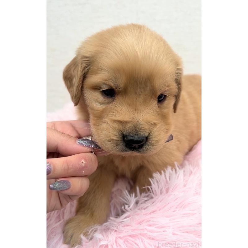 販売中の茨城県のゴールデンレトリーバー-440602の3枚目