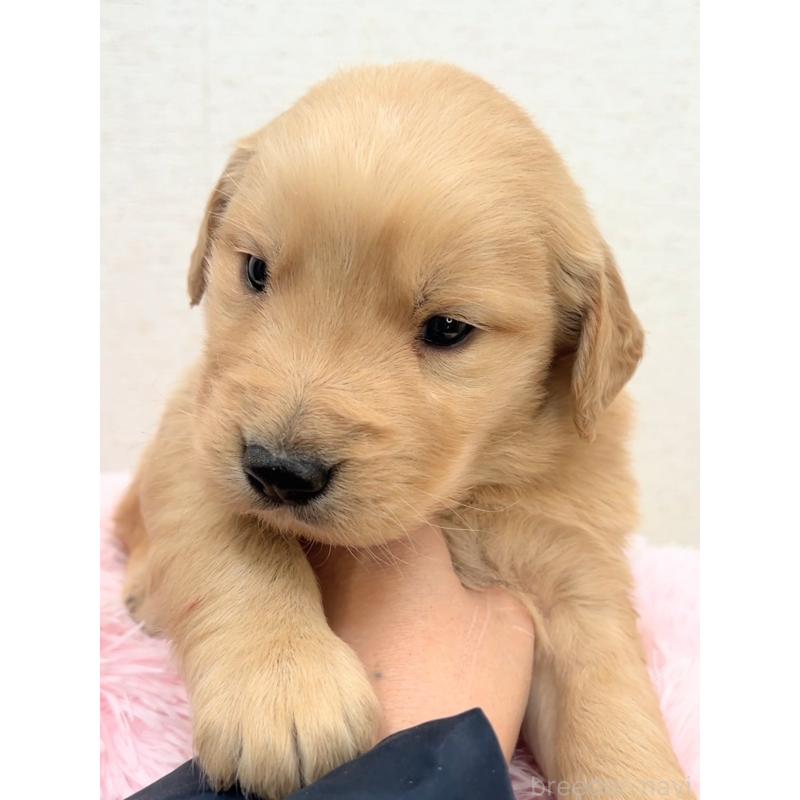 販売中の茨城県のゴールデンレトリーバー-440603の5枚目