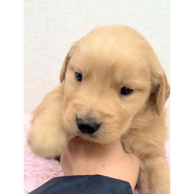 販売中の茨城県のゴールデンレトリーバー-440603の4枚目