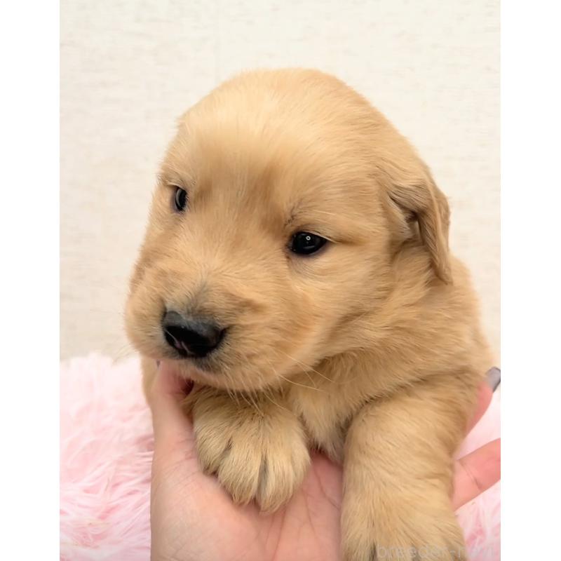 販売中の茨城県のゴールデンレトリーバー-440603の3枚目