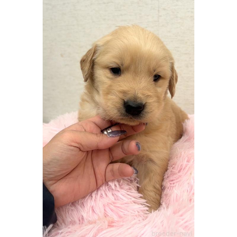 販売中の茨城県のゴールデンレトリーバー-440604の5枚目