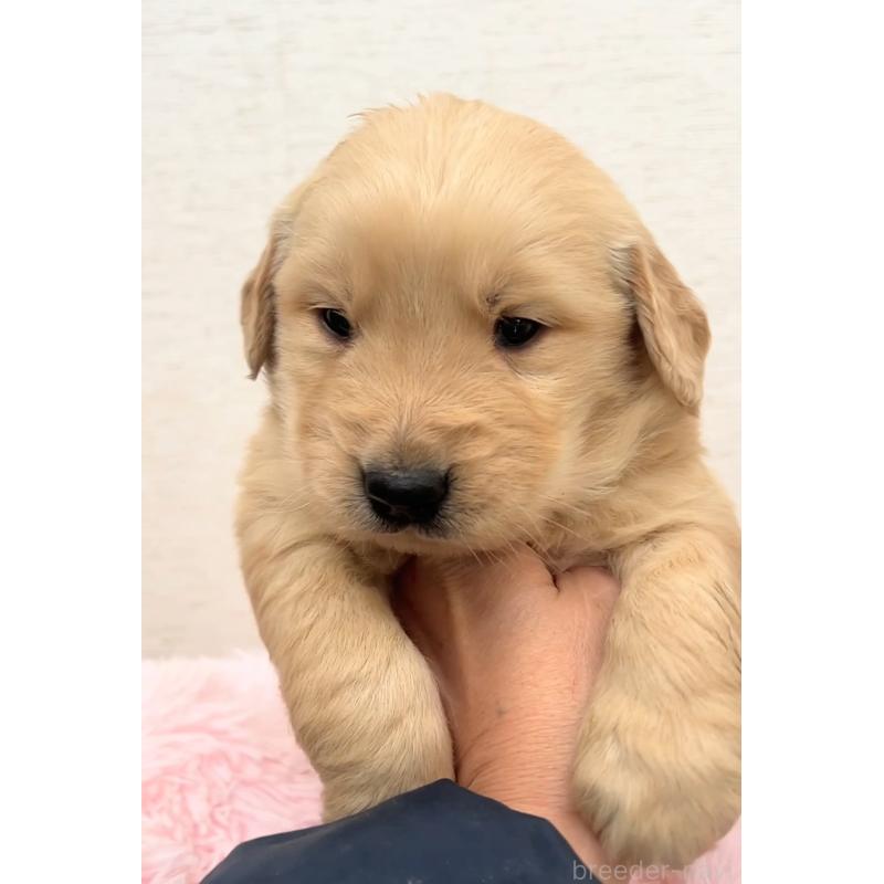 販売中の茨城県のゴールデンレトリーバー-440604の4枚目