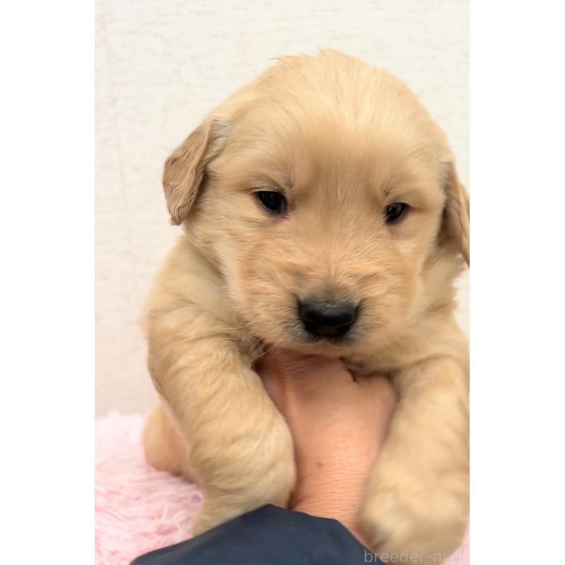 販売中の茨城県のゴールデンレトリーバー-440604の3枚目