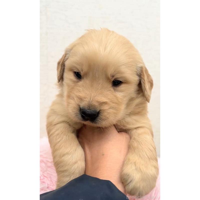 販売中の茨城県のゴールデンレトリーバー-440604の2枚目