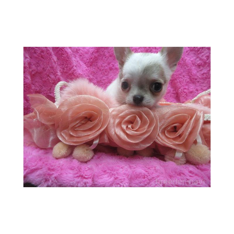 販売中の京都府のチワワ(スムースコート)-440605の7枚目