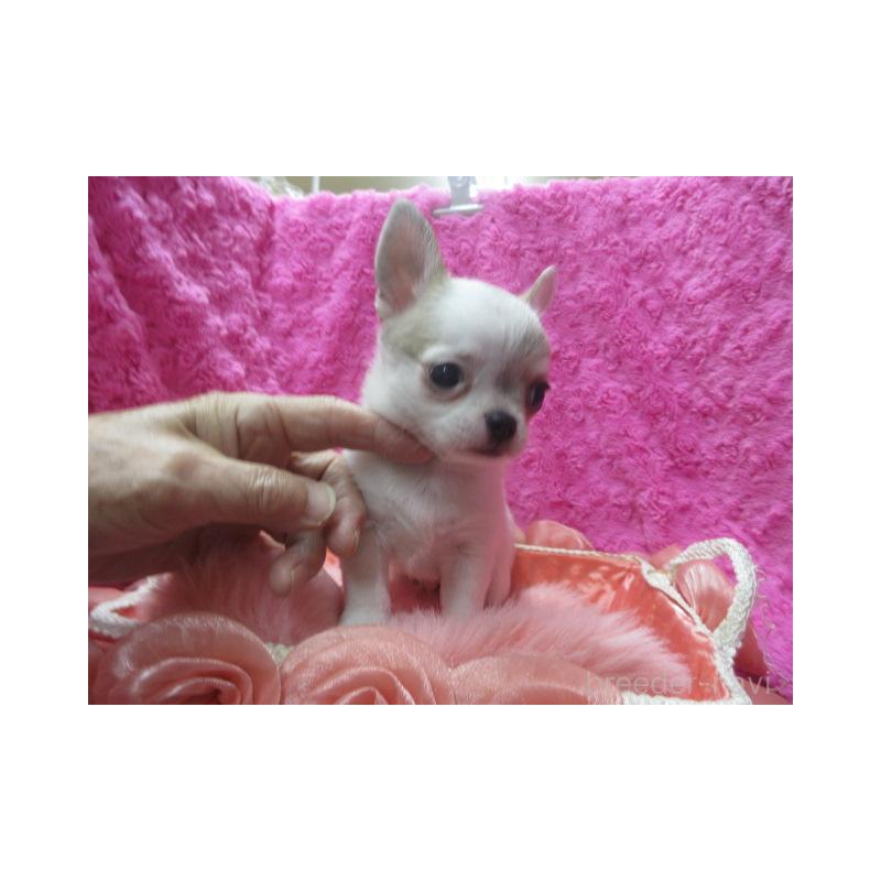 販売中の京都府のチワワ(スムースコート)-440605の5枚目