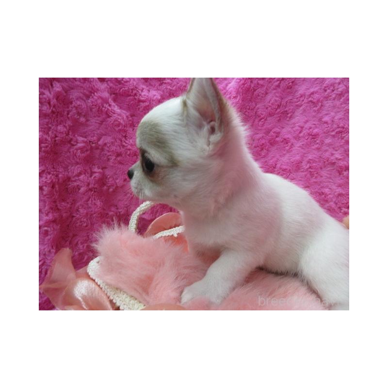 販売中の京都府のチワワ(スムースコート)-440605の3枚目