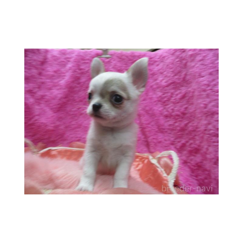 販売中の京都府のチワワ(スムースコート)-440605の2枚目