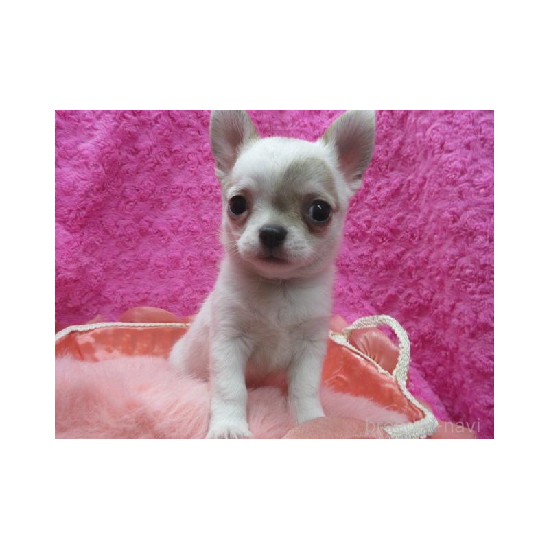 販売中の京都府のチワワ(スムースコート)-440605の1枚目