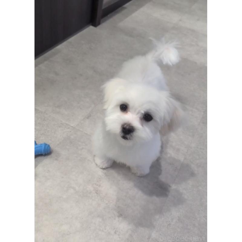 販売中の福岡県のミックス犬-423751の3枚目