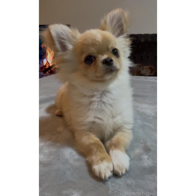 販売中の群馬県のチワワ(ロングコート)-440606の16枚目