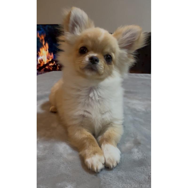 販売中の群馬県のチワワ(ロングコート)-440606の15枚目