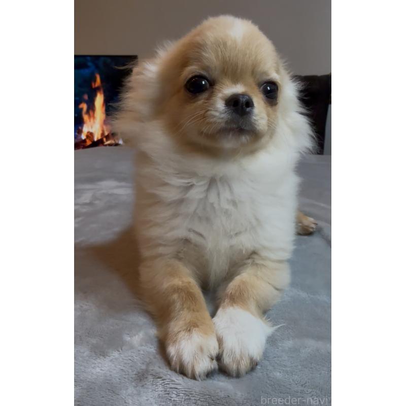 販売中の群馬県のチワワ(ロングコート)-440606の14枚目