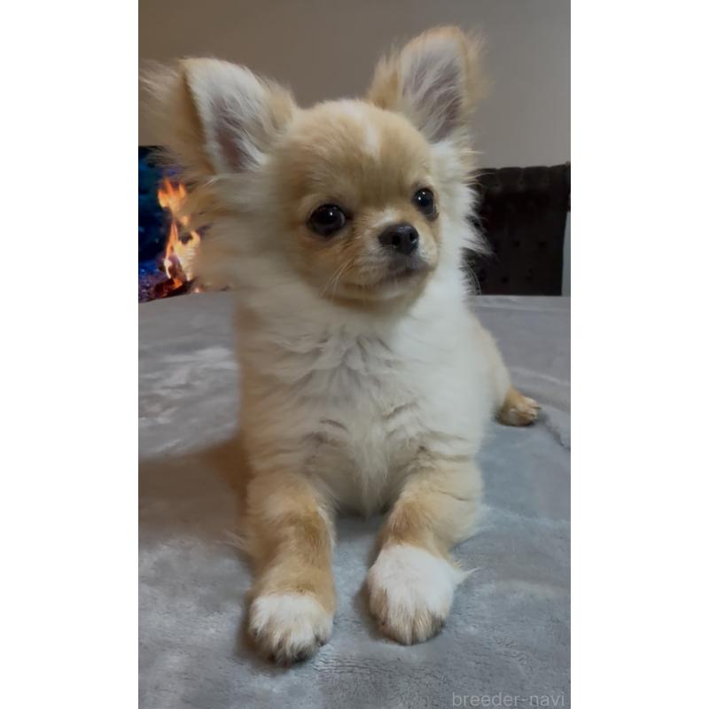 販売中の群馬県のチワワ(ロングコート)-440606の13枚目