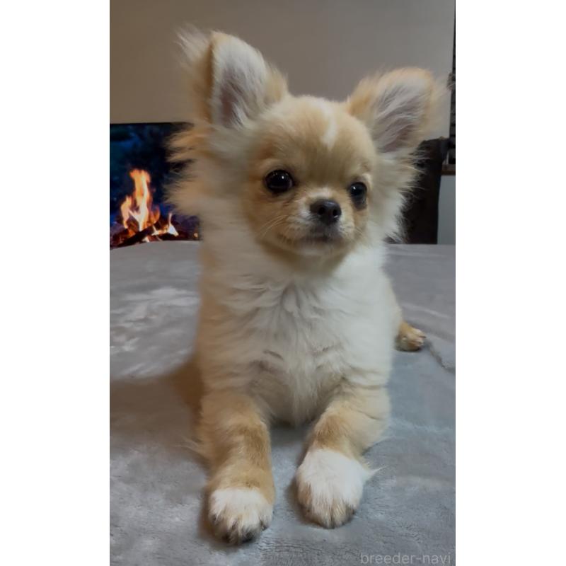 販売中の群馬県のチワワ(ロングコート)-440606の12枚目