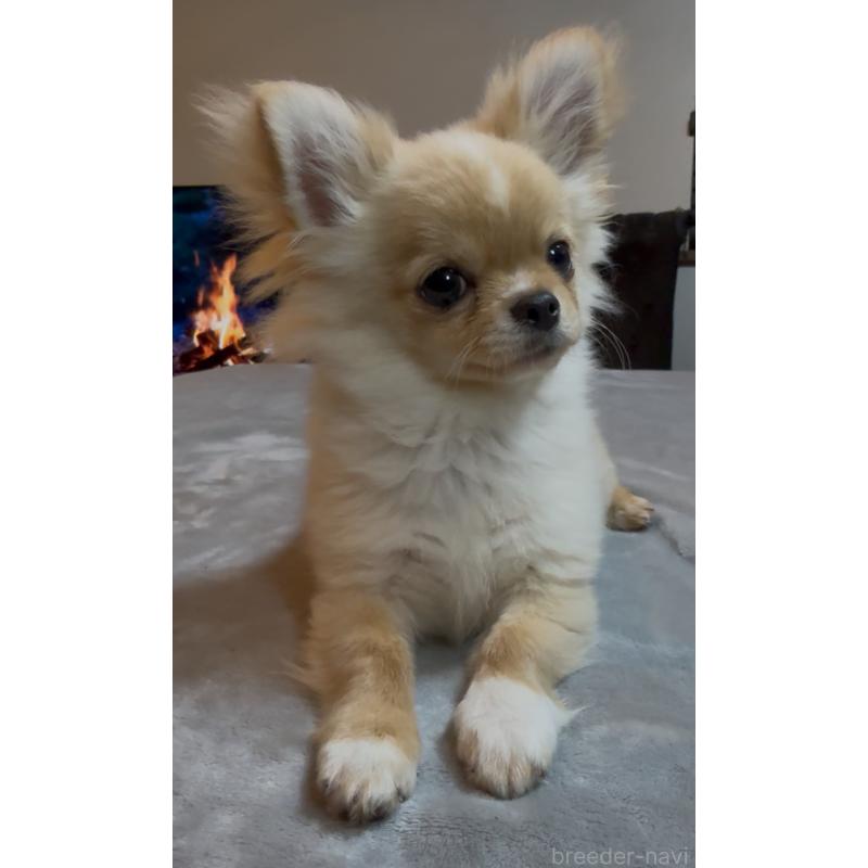 販売中の群馬県のチワワ(ロングコート)-440606の11枚目