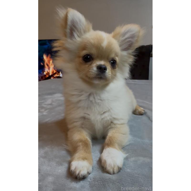 販売中の群馬県のチワワ(ロングコート)-440606の10枚目