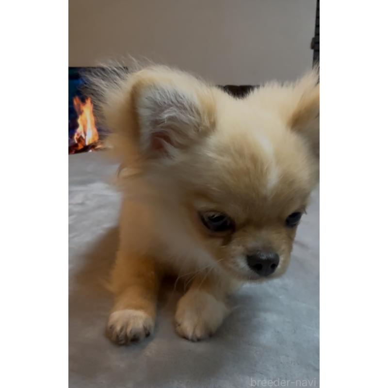 販売中の群馬県のチワワ(ロングコート)-440606の9枚目