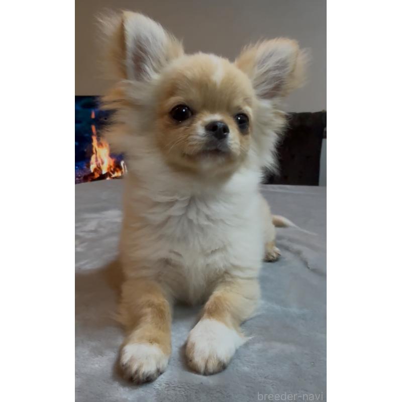 販売中の群馬県のチワワ(ロングコート)-440606の8枚目