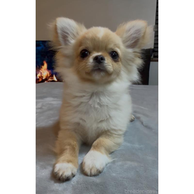 販売中の群馬県のチワワ(ロングコート)-440606の7枚目