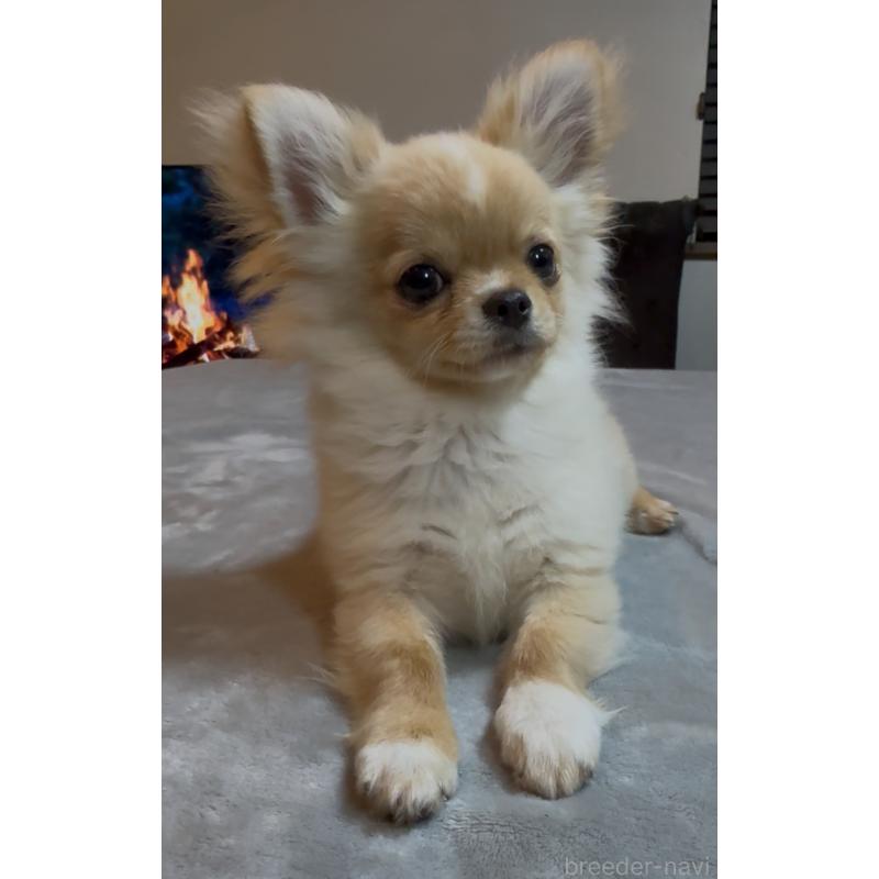 販売中の群馬県のチワワ(ロングコート)-440606の6枚目