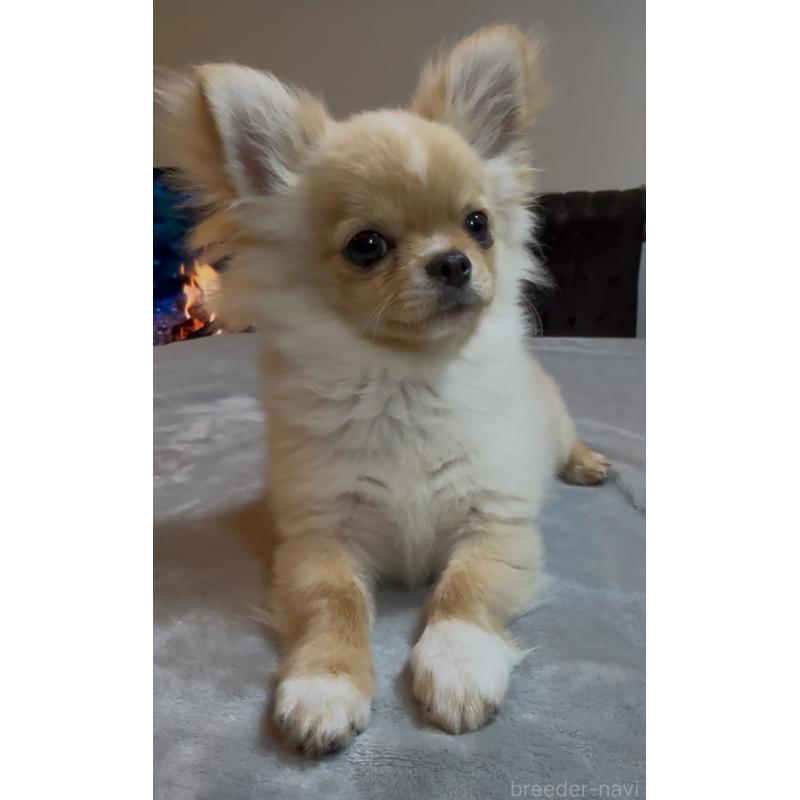 販売中の群馬県のチワワ(ロングコート)-440606の5枚目